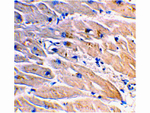MYD88 Antibody in Immunohistochemistry (Paraffin) (IHC (P))