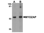 MYOZAP Antibody in Western Blot (WB)