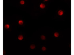 N4BP1 Antibody in Immunocytochemistry (ICC/IF)