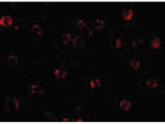 NAIP Antibody in Immunocytochemistry (ICC/IF)