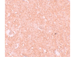 NALP10 Antibody in Immunohistochemistry (Paraffin) (IHC (P))