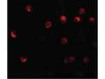 NALP11 Antibody in Immunocytochemistry (ICC/IF)