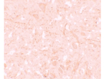 NALP12 Antibody in Immunohistochemistry (Paraffin) (IHC (P))
