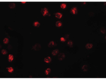 NALP13 Antibody in Immunocytochemistry (ICC/IF)