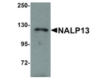 NALP13 Antibody in Western Blot (WB)