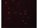 NALP6 Polyclonal Antibody