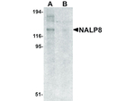 NALP8 Polyclonal Antibody
