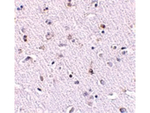 NANOS1 Antibody in Immunohistochemistry (Paraffin) (IHC (P))