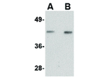 NANOS1 Antibody in Western Blot (WB)