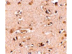 NANOS2 Antibody in Immunohistochemistry (Paraffin) (IHC (P))