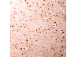 NANOS3 Antibody in Immunohistochemistry (Paraffin) (IHC (P))