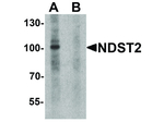 NDST2 Antibody in Western Blot (WB)