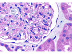 Nephrin Antibody in Immunohistochemistry (Paraffin) (IHC (P))