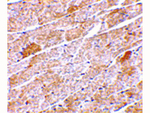 Neuritin Antibody in Immunohistochemistry (Paraffin) (IHC (P))