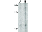 Neuritin Antibody in Western Blot (WB)