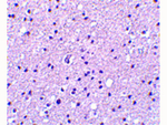 Neurotrypsin Antibody in Immunohistochemistry (Paraffin) (IHC (P))