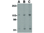 Neurotrypsin Antibody in Western Blot (WB)