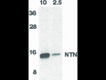 Neurturin Antibody in Western Blot (WB)