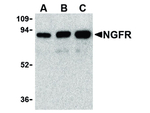 NGFR Antibody in Western Blot (WB)