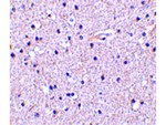 Nicastrin Antibody in Immunohistochemistry (Paraffin) (IHC (P))