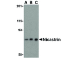 Nicastrin Antibody in Western Blot (WB)