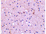 Nicastrin Antibody in Immunohistochemistry (Paraffin) (IHC (P))