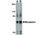 Nicastrin Antibody in Western Blot (WB)