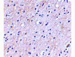 NIPSNAP Antibody in Immunohistochemistry (Paraffin) (IHC (P))