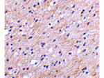 NIPSNAP Antibody in Immunohistochemistry (Paraffin) (IHC (P))