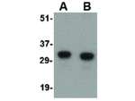 NIPSNAP Antibody in Western Blot (WB)