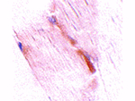 NIPSNAP2 Antibody in Immunohistochemistry (Paraffin) (IHC (P))