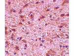 NIPSNAP3B Antibody in Immunohistochemistry (Paraffin) (IHC (P))