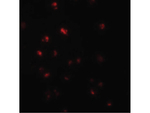 NOD4 Antibody in Immunocytochemistry (ICC/IF)