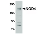 NOD4 Antibody in Western Blot (WB)