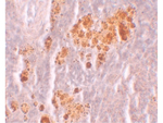 NOD5 Antibody in Immunohistochemistry (Paraffin) (IHC (P))