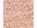 NogoA Antibody in Immunohistochemistry (Paraffin) (IHC (P))