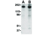 NogoA Antibody in Western Blot (WB)