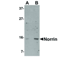 Norrin Antibody in Western Blot (WB)