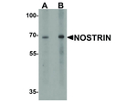 NOSTRIN Polyclonal Antibody