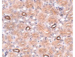 NOTUM Antibody in Immunohistochemistry (Paraffin) (IHC (P))