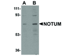 NOTUM Antibody in Western Blot (WB)