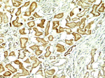 NOX1 Antibody in Immunohistochemistry (Paraffin) (IHC (P))