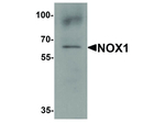 NOX1 Antibody in Western Blot (WB)