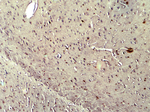 NOX2 Antibody in Immunohistochemistry (Paraffin) (IHC (P))