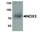NOX3 Antibody in Western Blot (WB)