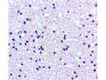 NPAS3 Antibody in Immunohistochemistry (Paraffin) (IHC (P))