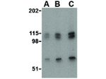 NPAS3 Antibody in Western Blot (WB)