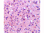 NPAS3 Antibody in Immunohistochemistry (Paraffin) (IHC (P))