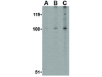 NPAS3 Antibody in Western Blot (WB)