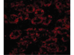 NPC1 Polyclonal Antibody